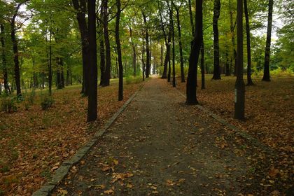 Jesienny park, liście na ziemi, ścieżka, wokół drzewa.