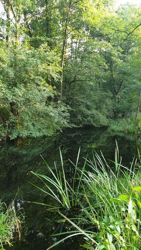 Użytek ekologiczny Okrzeszyniec