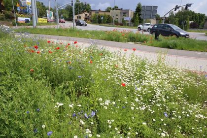 Kwitnąca łąka kwietna wzdłuż drogi