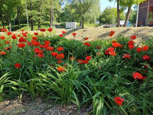Maki kwitnące na tężni