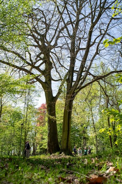 Spotkanie kilku osób przy pomniku przyrody - dwóch zrośnietych bukach