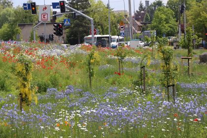 Kwitnąca łąka kwietna wzdłuż drogi