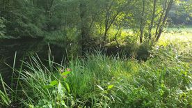 Użytek ekologiczny Okrzeszyniec