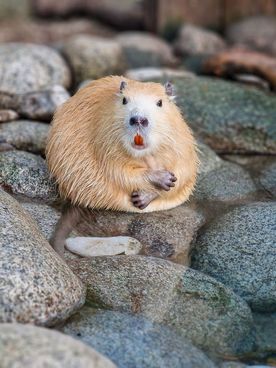 Nutriowisko