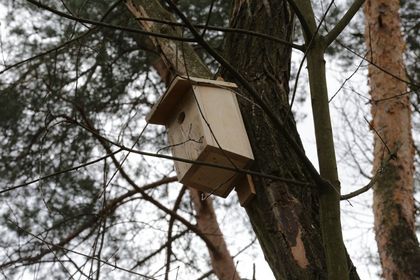 Budki lęgowe dla ptaków wykonane przez uczniów rybnickich szkół