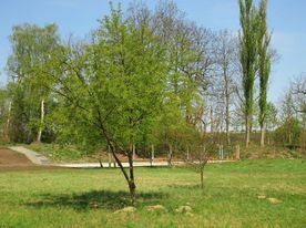 Park miejski wiosną. Na dalszym planie linowy plac zabaw