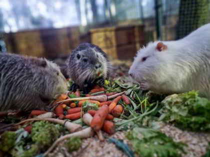 Nutrie przy posiłku