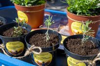 zdjęcie przedstawia sadzonki lawend