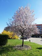 Kwitnące wiosennie drzewo, zielona trwa i błękitne niebo 