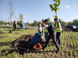 Sadzenie drzew na terenie zielonym 