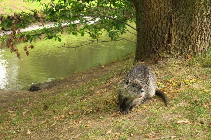 Nutria nad brzegiem rzeki