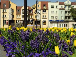 Rabata z wiosennymi kwiatami, na drugim planie zabudowania miasta 