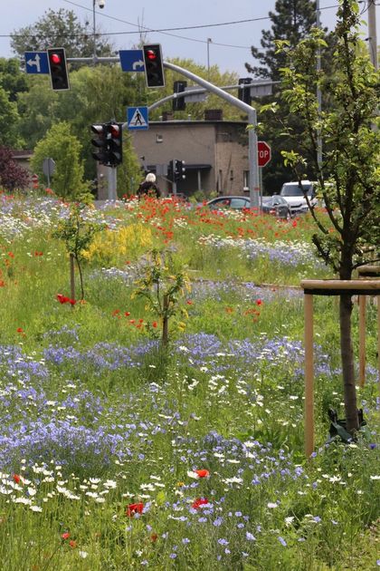 Kwitnąca łąka kwietna wzdłuż drogi