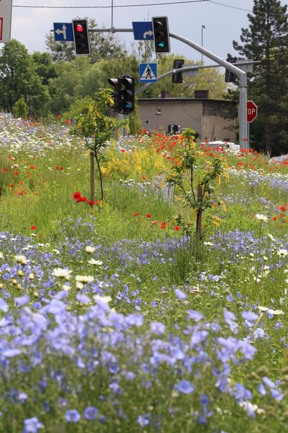 Kwitnąca łąka kwietna wzdłuż drogi