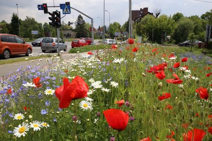 Kwitnąca łąka kwietna wzdłuż drogi