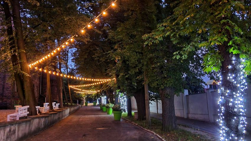 Śródmiejska ulica o zmierzchu, między koronami drzew zawieszone świecące na żółto lampki.