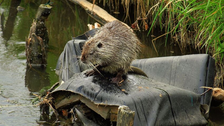 Nutria siedząca na wrzuconej do rzeki starej kanapie samochodowej