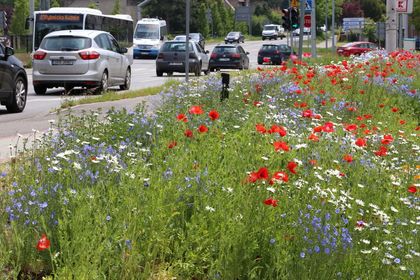 Kwitnąca łąka kwietna wzdłuż drogi