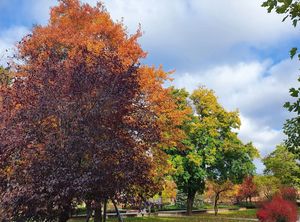 Miasto jesienią: kolorowe drzewa, liście na chodnikach