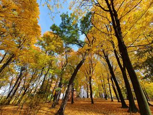 Miasto jesienią: kolorowe drzewa, liście na chodnikach