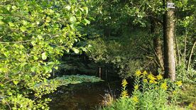 Użytek ekologiczny Okrzeszyniec