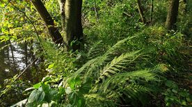 Użytek ekologiczny Okrzeszyniec