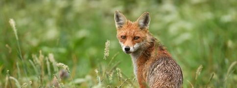 Lis stojący w trawie