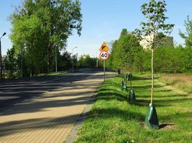 Nowo posadzone wzdłuż ulicy młode drzewka w workach nawadniających.