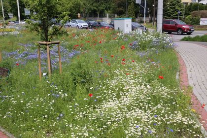 Kwitnąca łąka kwietna wzdłuż drogi