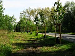 Nowo posadzone wzdłuż ulicy młode drzewka w workach nawadniających.