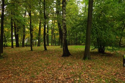 Jesienny park, liście na ziemi, wokół drzewa.