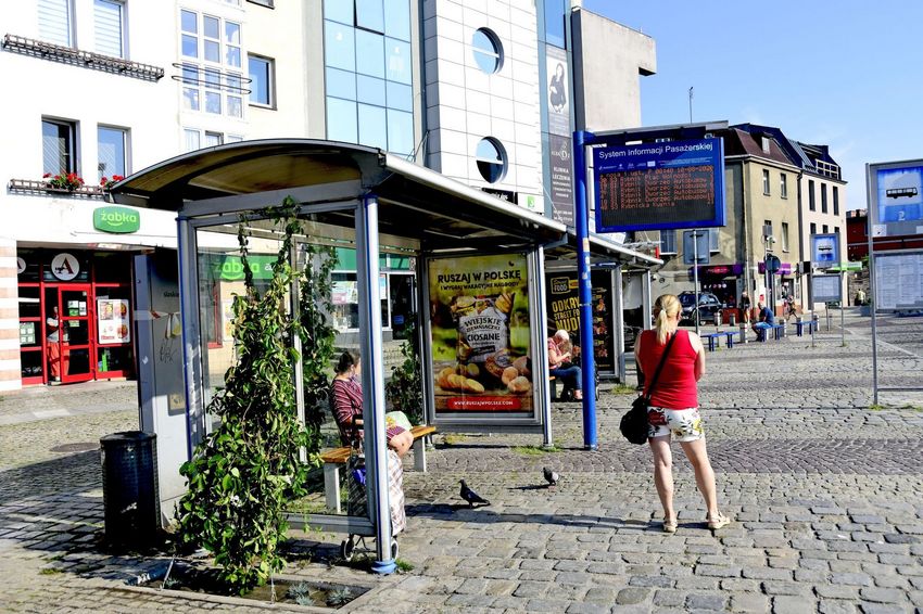 Przystanek autobusowy w śródmieściu. Zieleń okalająca wiaty przystankowe
