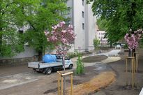 Prace przy tworzeniu nowego skweru miejskiego - nasadzenia, podlewanie