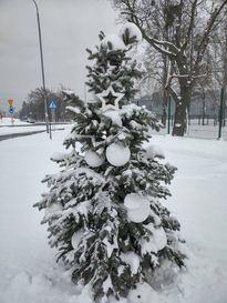 Ustrojona, zielona choinka w przestrzeni miejskiej 
