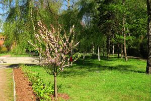 Wiosna w mieście - kwitnące kwiaty, zieleń drzew