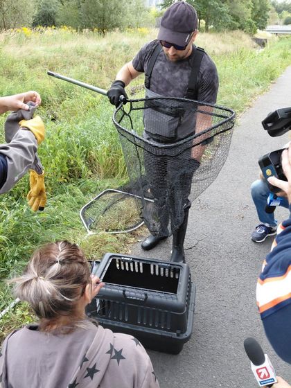 Odławianie nutrii na rzeką Nacyną
