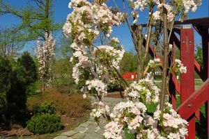 Wiosna w mieście - kwitnące kwiaty, zieleń drzew