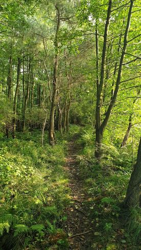 Użytek ekologiczny Okrzeszyniec