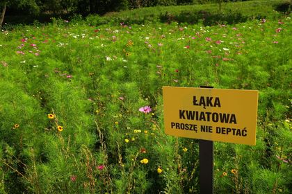 Łąka z kwitnącymi kwiatami, na pierwszym planie tabliczka z napisem: łąka kwiatowa, proszę nie deptać.